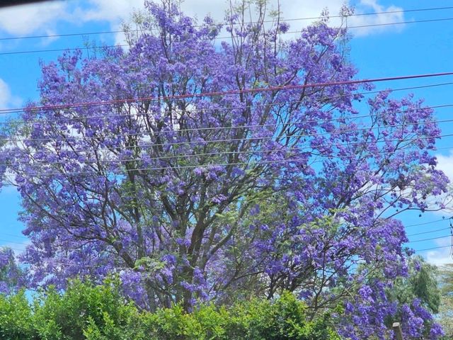 Wild Hearts & Golden Horizons: Fall Safari in Kenya Wild Hearts & Golden Horizons: Fall Safari in Kenya