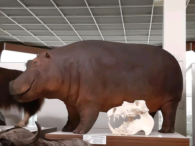 Tadas Ivanauskas Zoological Museum