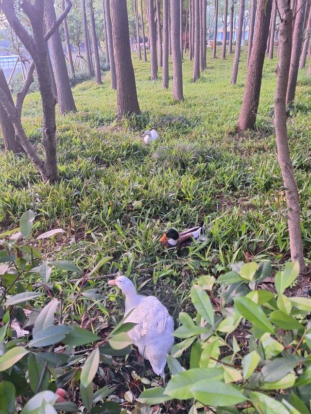 Красивые локации для фото в Шанхае (часть 2) Красивые локации для фото в Шанхае (часть 2)