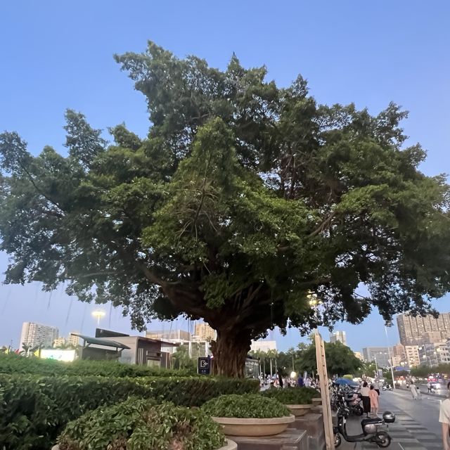 打卡龍華文化廣場