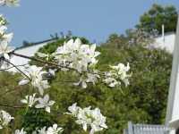 Lychee Park Flower Viewing | Unique White Flowers Show the Beauty