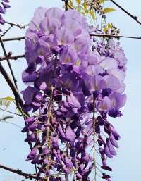 Hong Kong Flower Appreciation | Beautiful blooming of Wisteria at Shenzhen's Qingkuai Tang