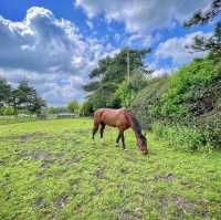 Wimbledon Common - London