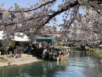 Cherry Blossom Season Japan Tour: Fushimi, Kyoto.