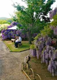 One of Japan's famous flower viewing spots | Ashikaga Flower Park