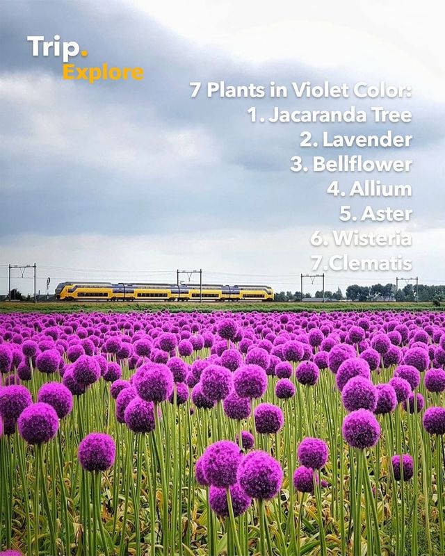 7 different species of plants in color violet