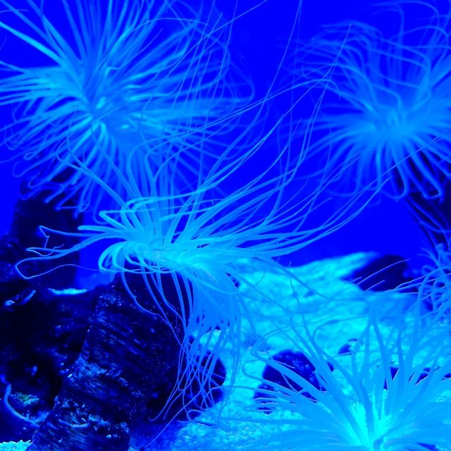 Shanghai | Mysteries Of Underwater 🫧