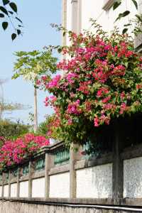 【廈門穿梭】跟珠海很像的海上花園城市2
