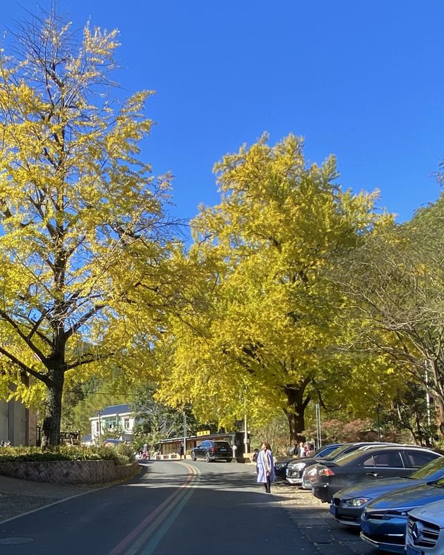 莫干山·仙潭碧坞銀杏黃了，快來拍照吧