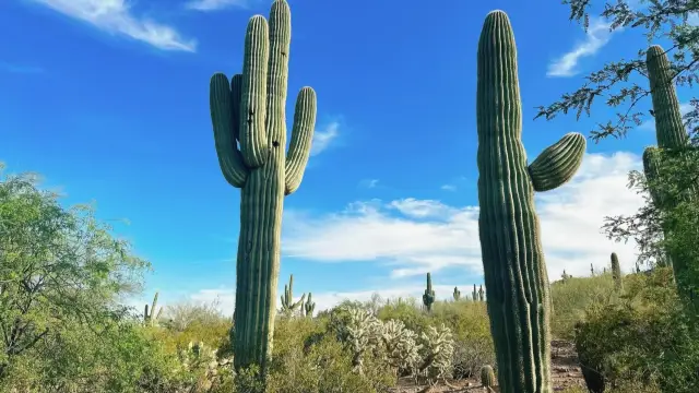 The Wizard of Oz|Phoenix Botanical Garden
