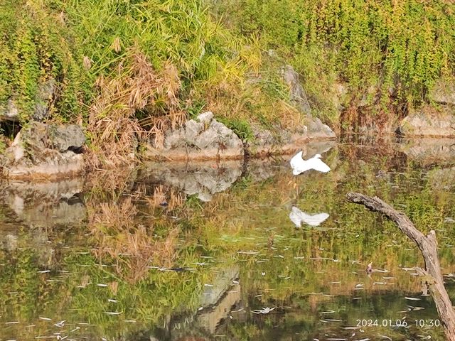 小寒節氣西山公園賞蠟梅