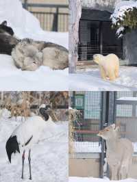 打卡旭川，小而美的城市！附旭山動物園攻略