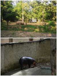 清邁動物園