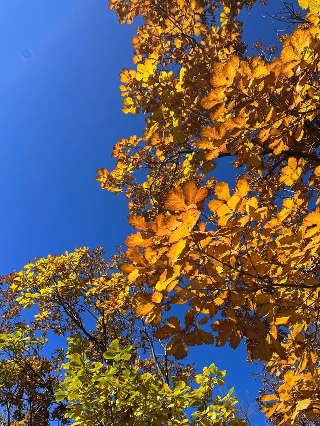 房山百瑞谷景區，沒想到秋景這麼美