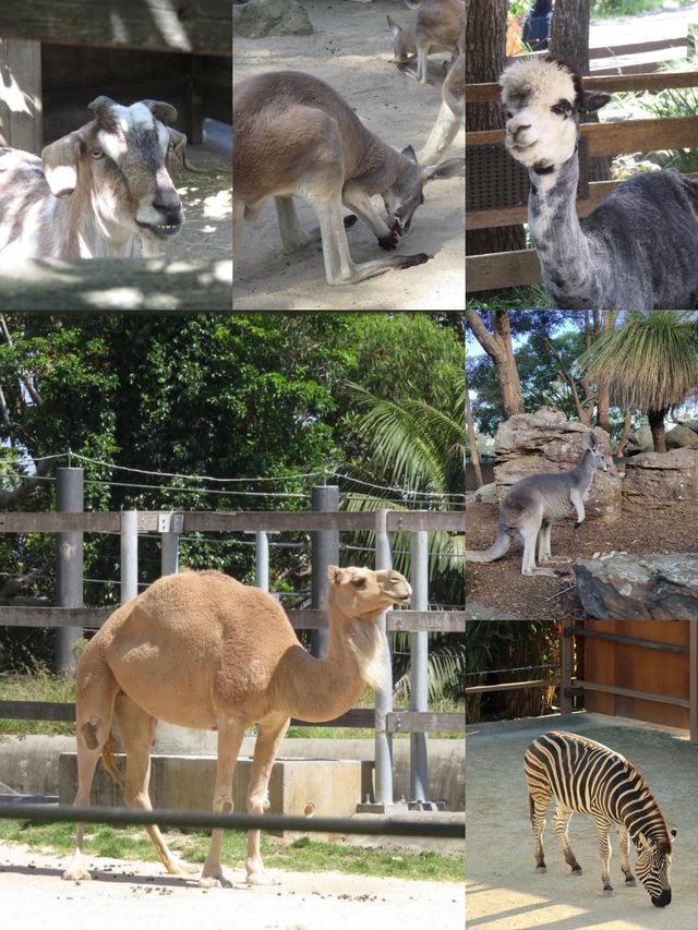 與袋鼠和考拉親密接觸吧｜澳大利亞｜悉尼｜塔龍加動物園