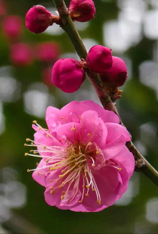 Hurry! Amidst the drizzling rain, the red plum blossoms at Hangzhou's Goryeo Temple have bloomed!