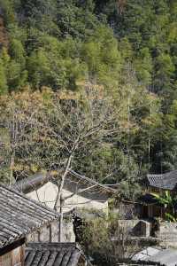 溫州徐巖底｜在八百年古村逛市集、住高顏值民宿