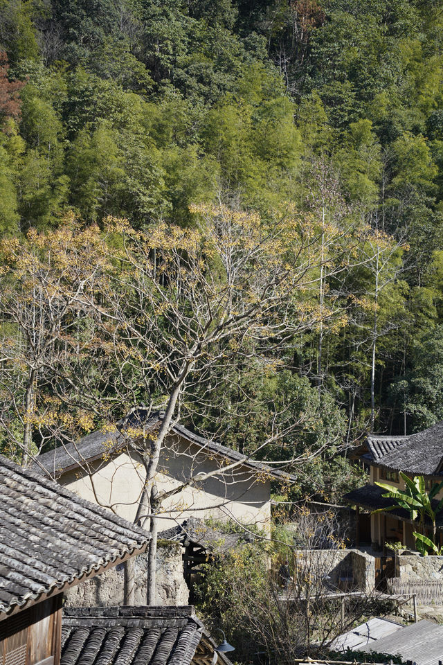 溫州徐巖底｜在八百年古村逛市集、住高顏值民宿