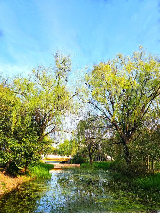 金海濕地公園，上海的“地球之腎”