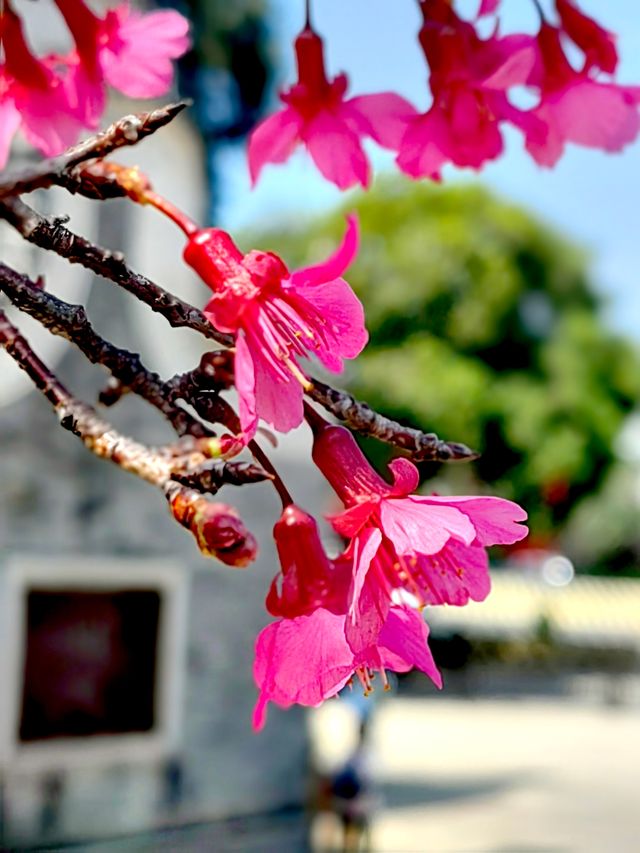 冬日暖陽，繁花似錦