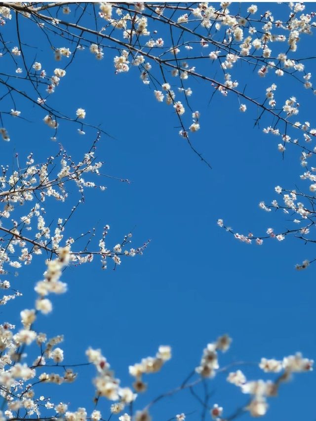 四川綿陽周邊小眾賞梅花好去處——平通梅林