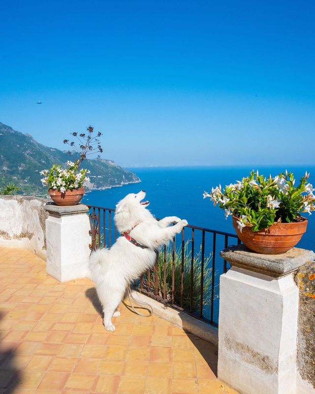 💫✨ SMILE and join Felix on an unforgettable adventure in Ravello, Amalfi Coast! 🇮🇹😍