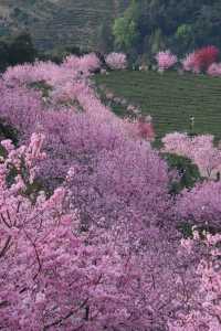 不用去新疆，在梅縣就能看的茶田櫻花
