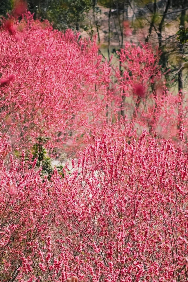 黃陂 藏著 160000棵梅花花海！