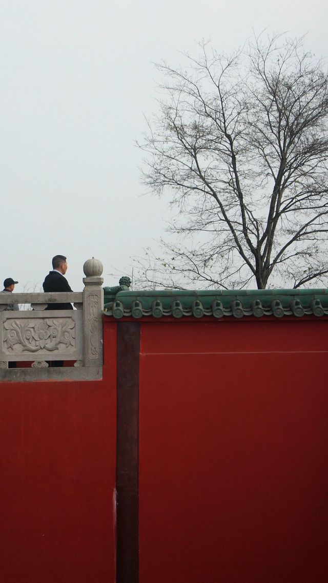 知道嗎？鴻恩寺公園的垂絲海棠開啦！