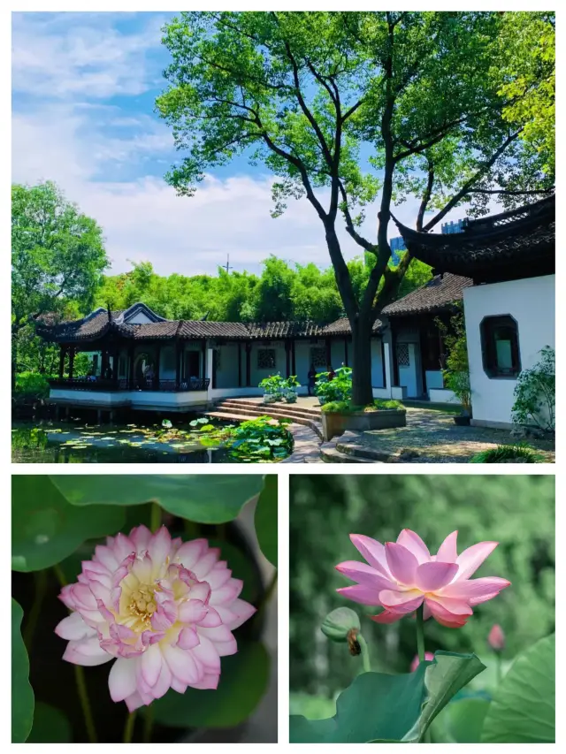 ชั้นเพดานชมบัวของเซี่ยงไฮ้ - สวน Gu Yi