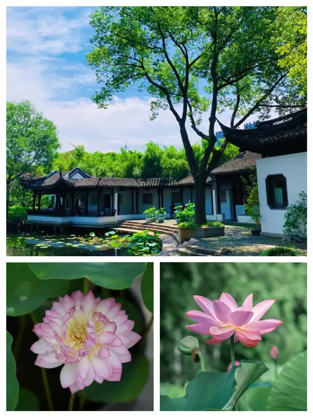 Shanghai Lotus Ceiling - Guyi Garden