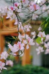 春遊記｜花開實況！大學城賞花踏青遛娃露營