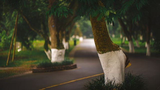 在北回歸線上最古老的桂圓林裡散步是什麼體驗！