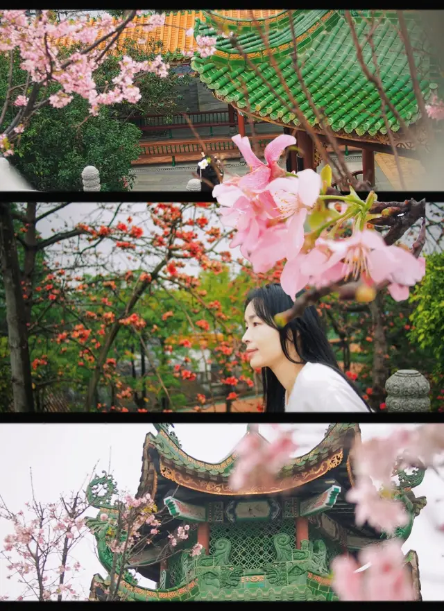 Guangzhou, you really know how to have fun! The combination of ancient style and cherry blossoms is absolutely stunning!