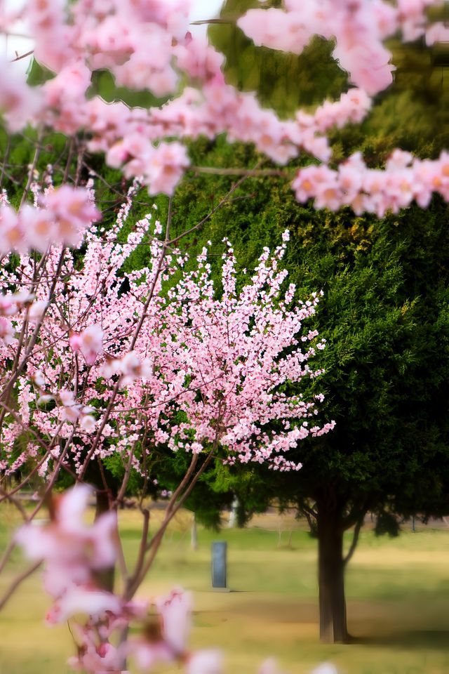 寧夏｜小城｜大武口｜記憶中的公園