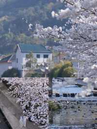 不是日本是寧波！細膩如白雪的櫻花在和鴿村