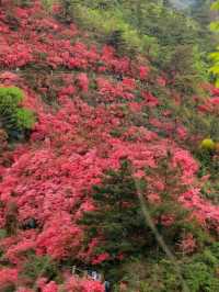 接下來的杜鵑花將是武漢浪漫賞花天花板