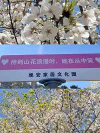 正是賞花好時節！大片的櫻花太美啦！
