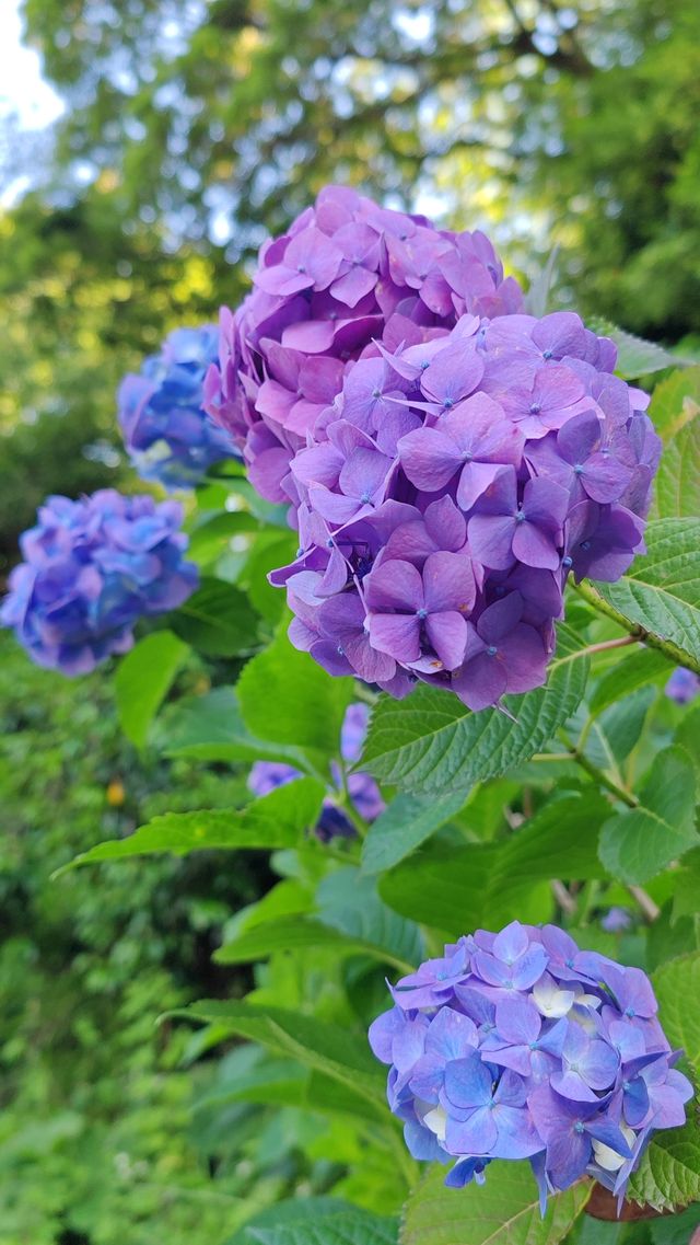 【初夏風物詩】最愛紫陽季：打卡飛鳥山花の徑～