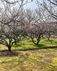 十里梅花香雪海🌸快來蘇州香雪海解鎖滿園「梅」好時光！！