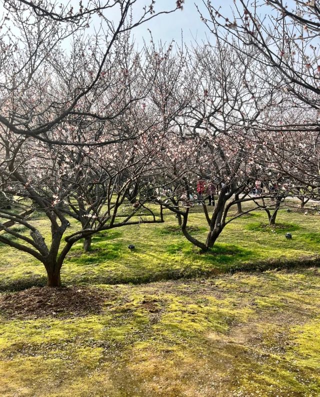 十里梅花香雪海🌸快來蘇州香雪海解鎖滿園「梅」好時光！！