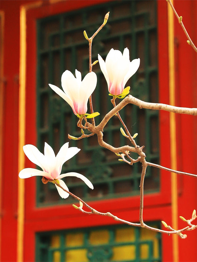 感受皇家園林的博大精深-頤和園