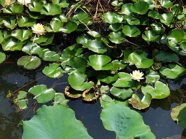 夏日賞蓮