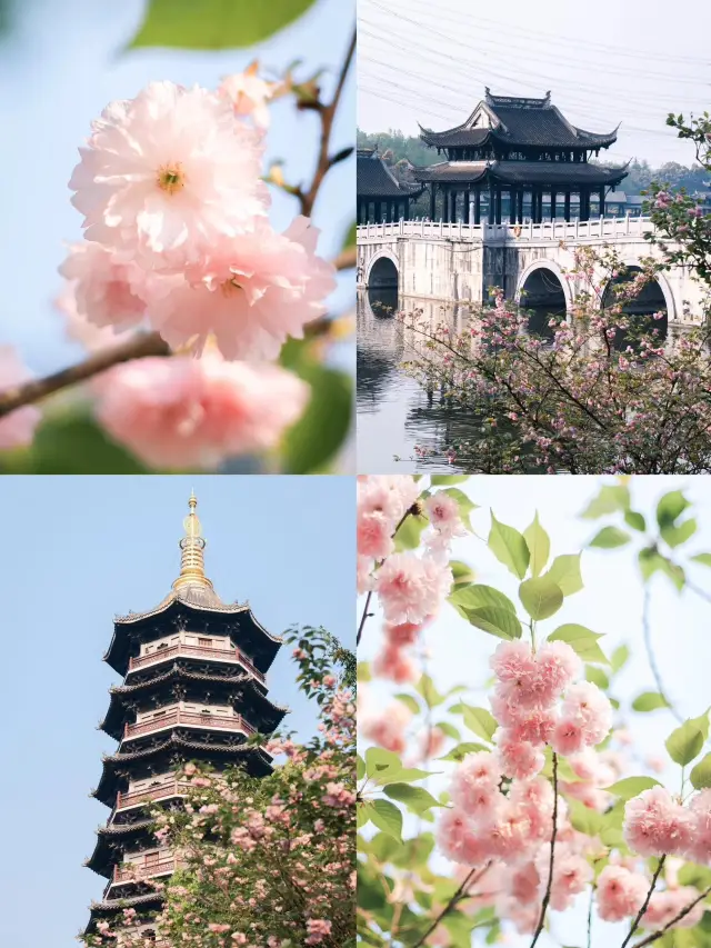 Strolling in the spring, I didn't expect the cherry blossoms here to be in full bloom