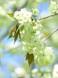 Qingshan Park 🌸 green cherry 🌸💚