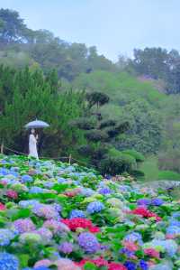 廣州下雨天的浪漫拍照地繡球花開滿的山坡