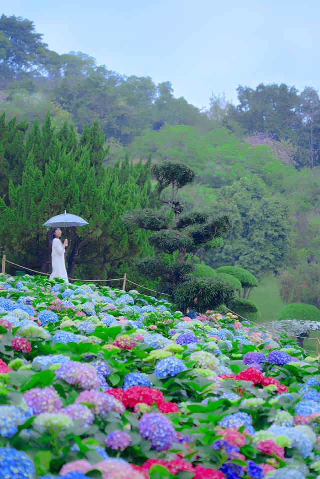 廣州下雨天的浪漫拍照地繡球花開滿的山坡