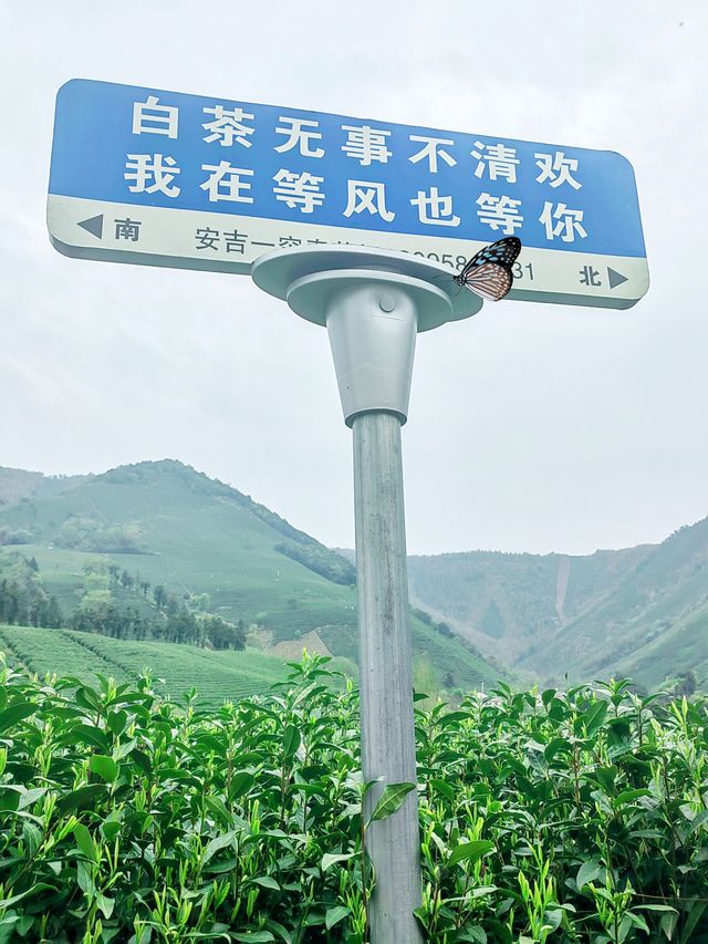 安吉白茶觀景平台，茶海山嶺絕美交匯