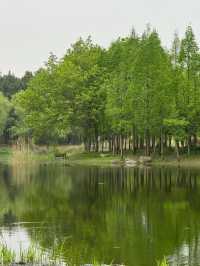 走進無錫貢湖灣濕地公園，感受原始森林之美