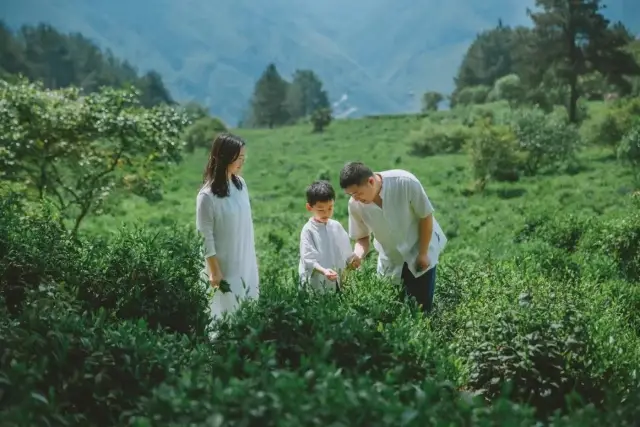 Hái trà mùa xuân tháng tư Jade